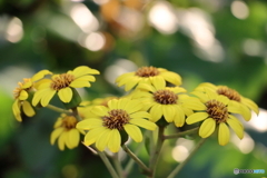 街の花