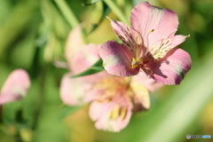街の花