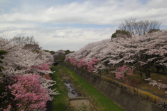 国営昭和記念公園の桜