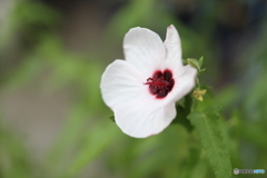 街の花