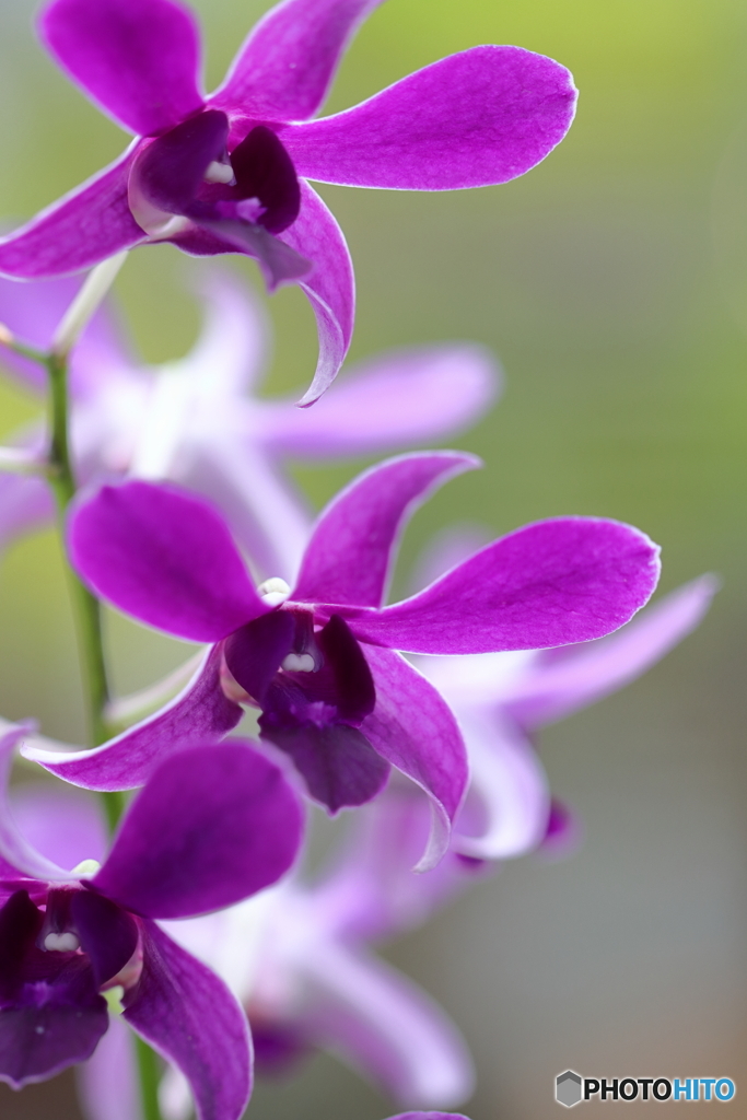 園の花