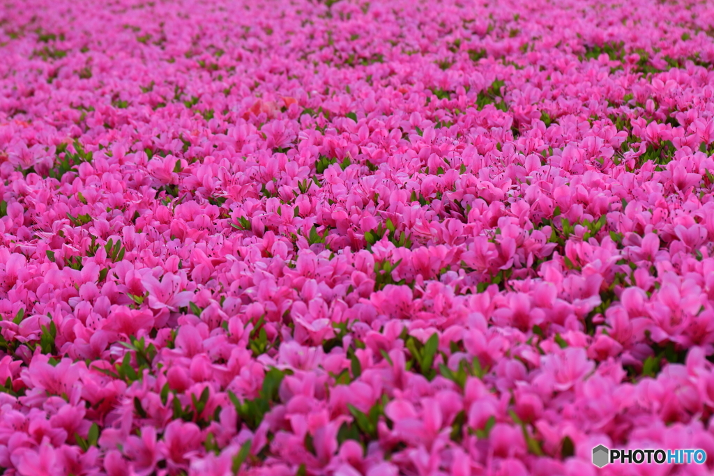 街の花