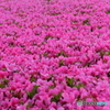 街の花