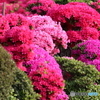 街の花