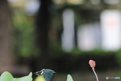 野鳥