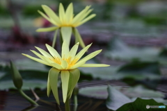 園の花