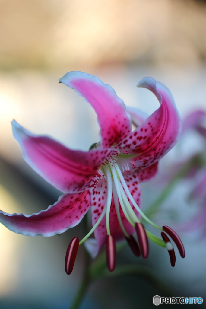 街の花
