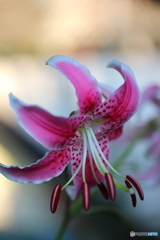 街の花
