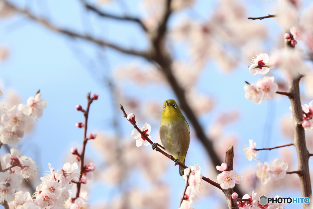 野鳥