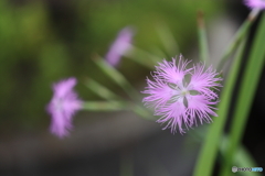 街の花