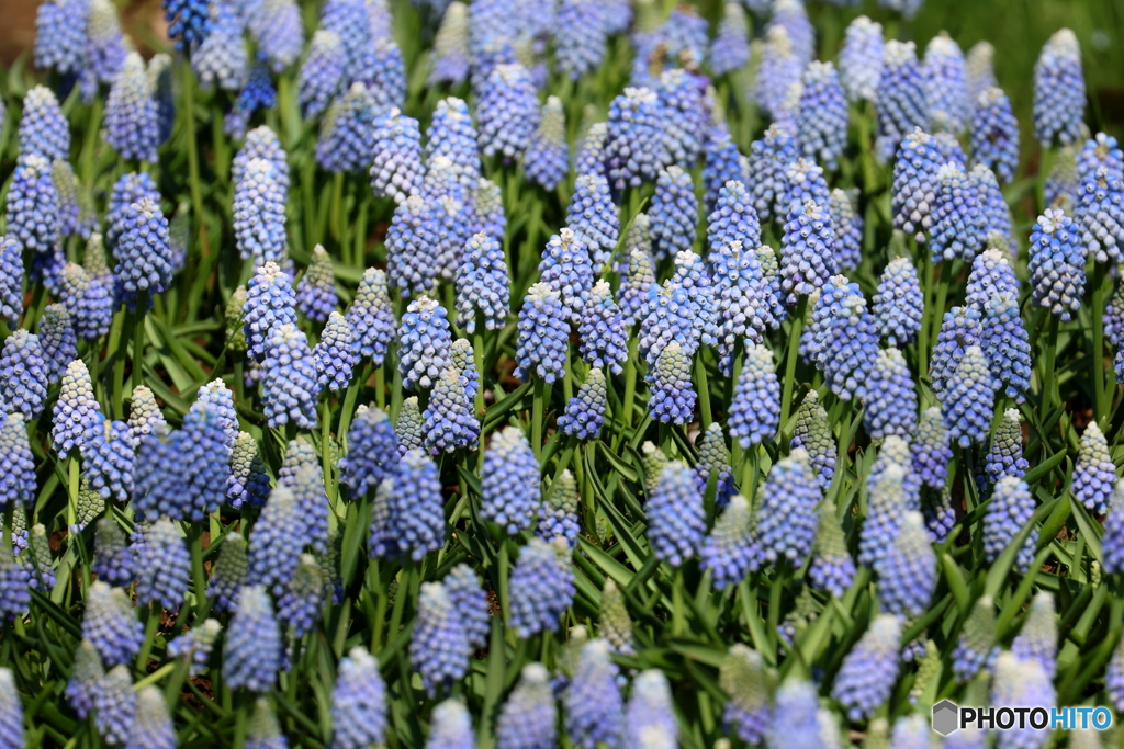 街の花