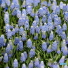 街の花