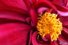 街の花