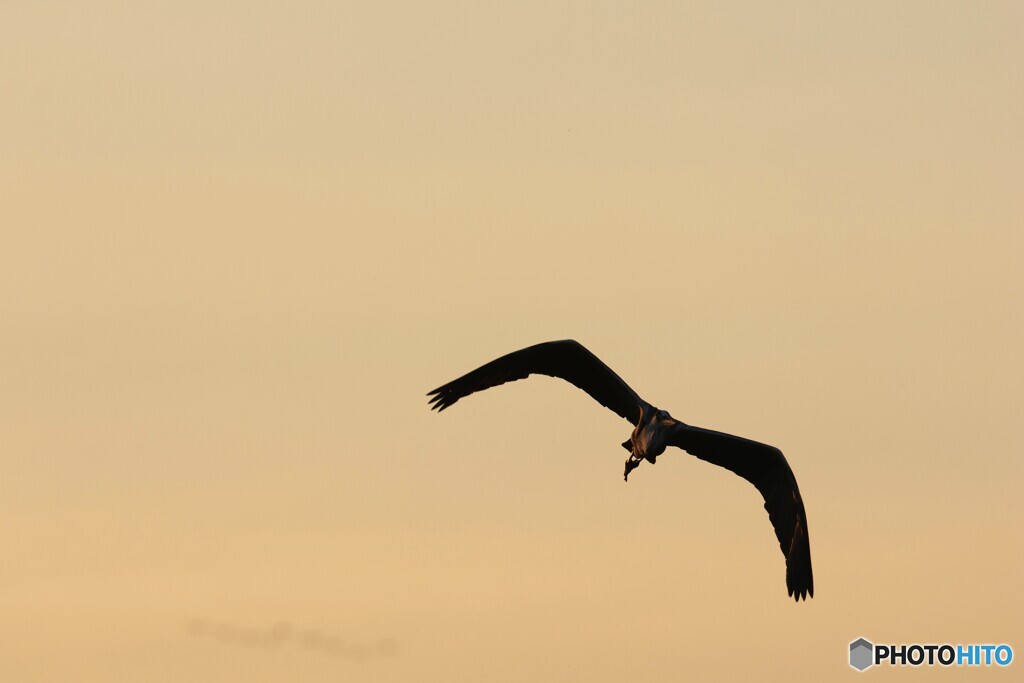 野鳥