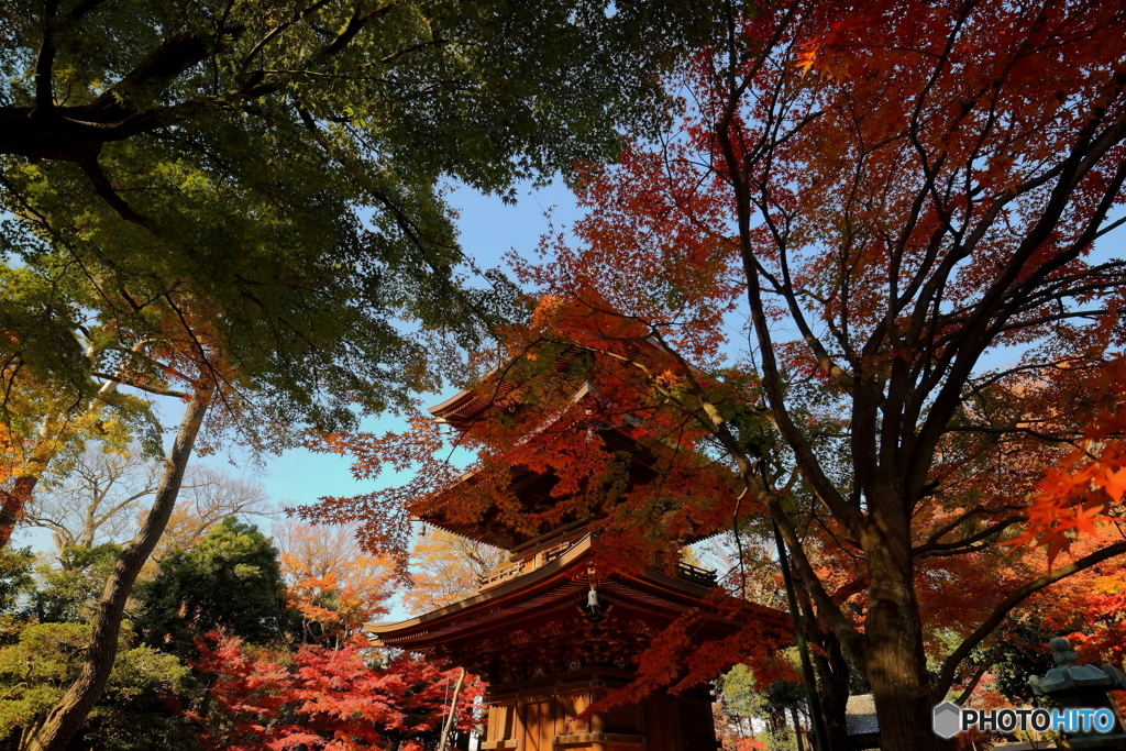 豪徳寺