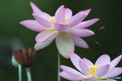 昆虫シリーズ