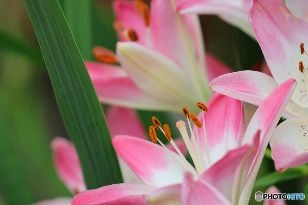街の花