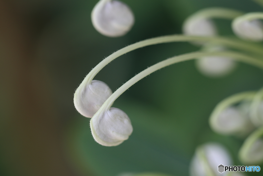 園の花