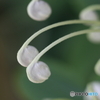 園の花