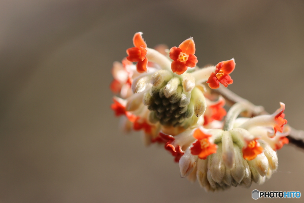 園の花