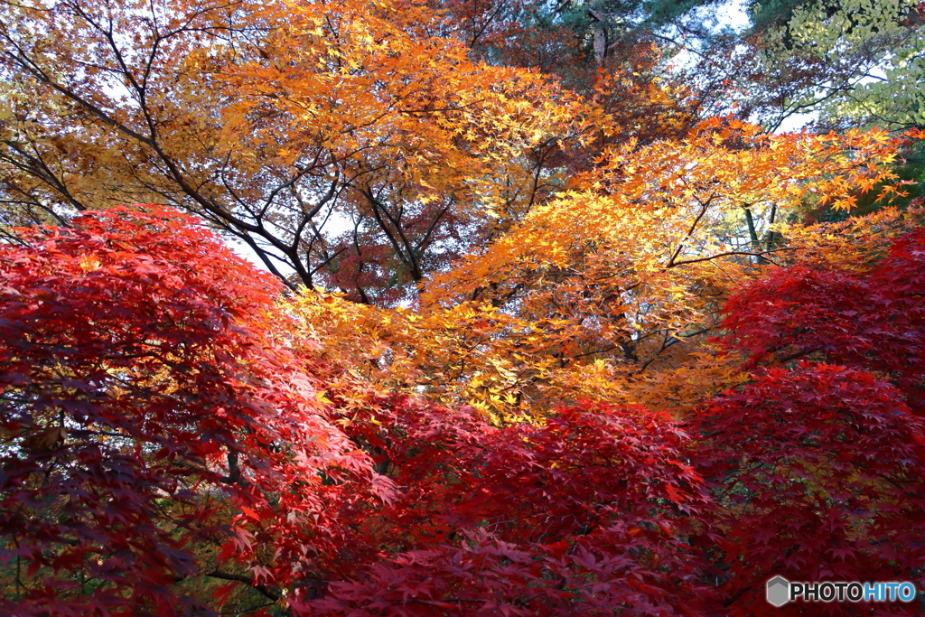 紅葉