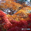 紅葉