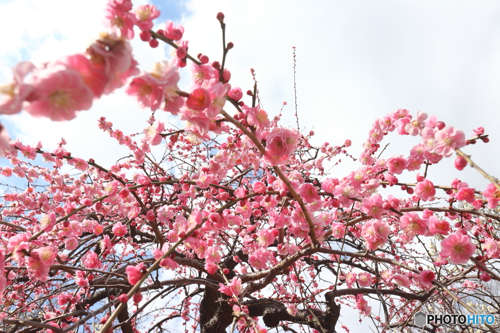 郷土の森