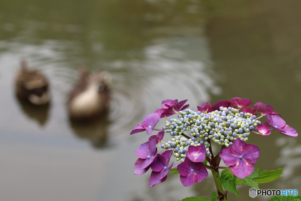 紫陽花