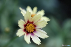 街の花
