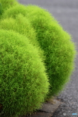 街の草木