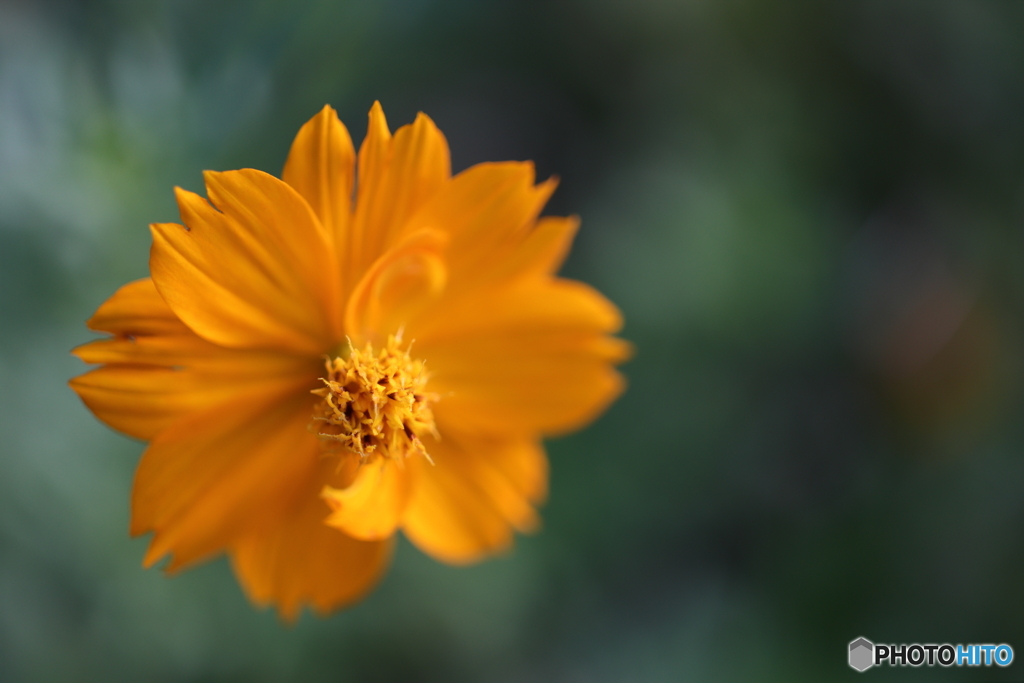 街の花