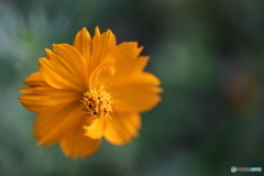 街の花