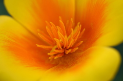 街の花