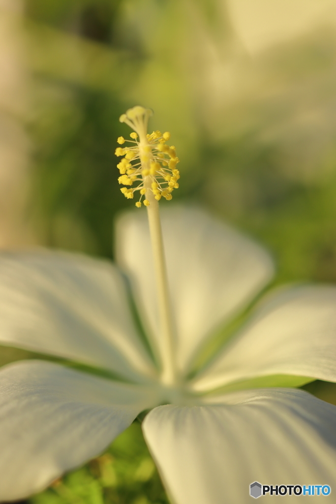 街の花