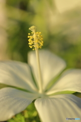 街の花