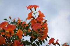 街の花