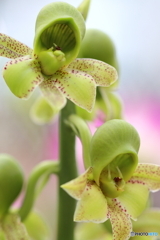 園の花 園の花