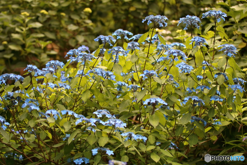 街の花