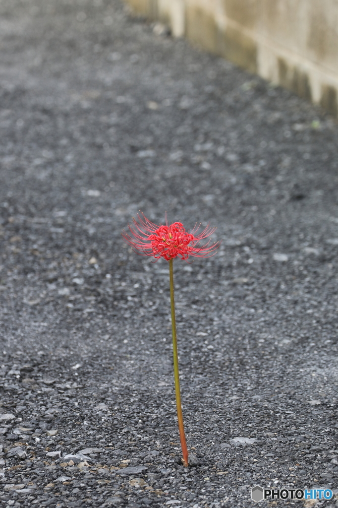 超ど根性彼岸花
