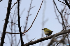 野鳥
