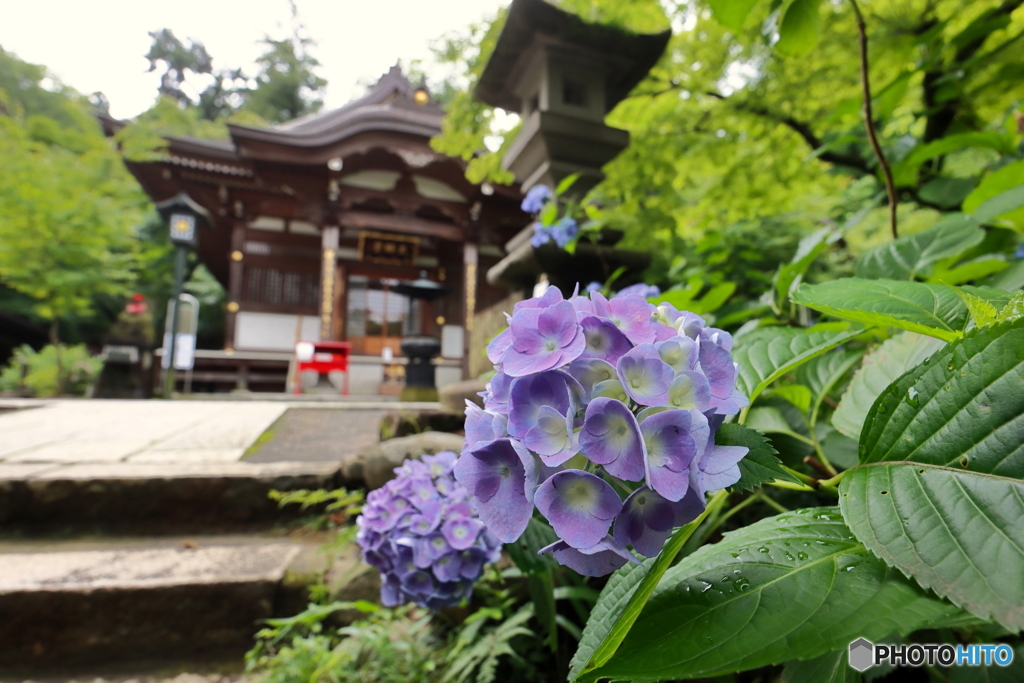 紫陽花