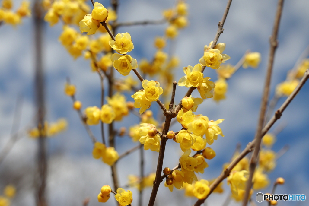 園の花