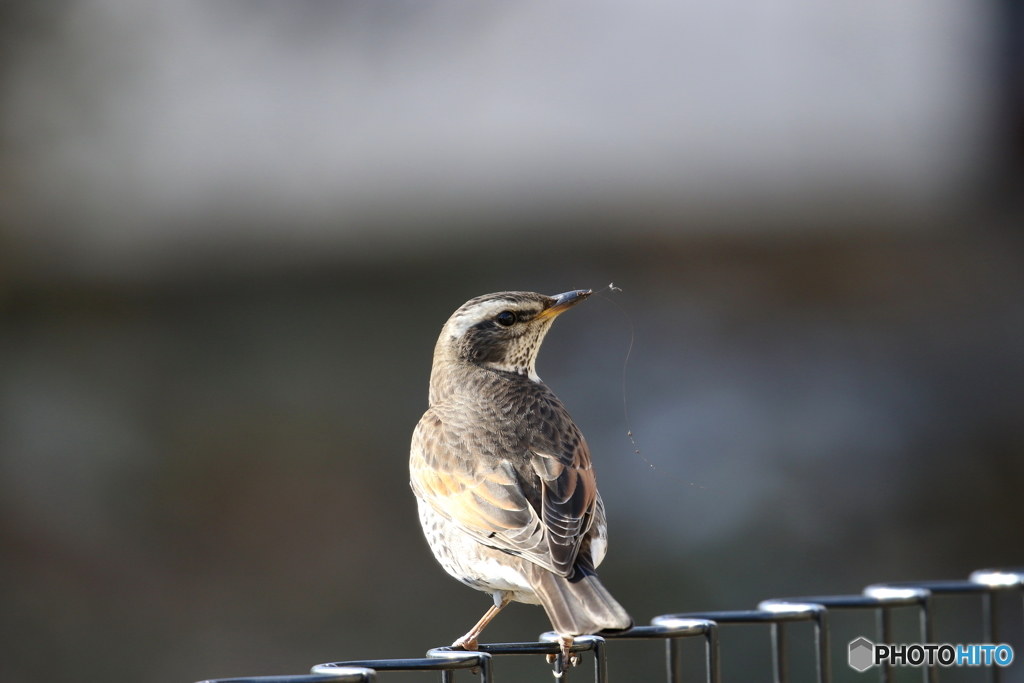 野鳥