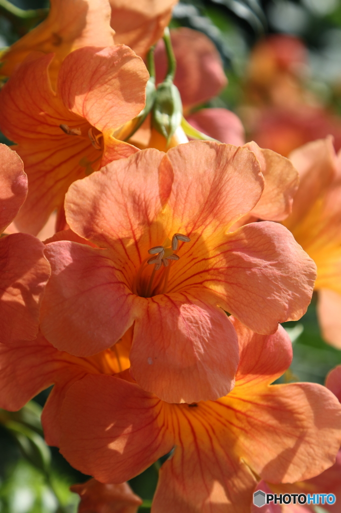 街の花