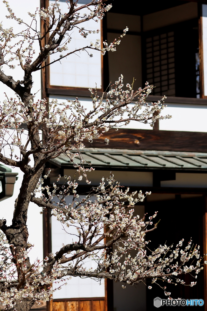 園の花