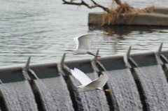 多摩川の野鳥
