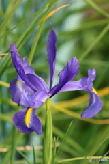 街の花
