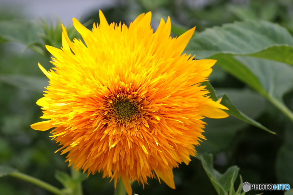 街の花