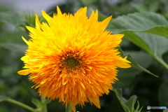 街の花