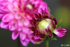 園の花
